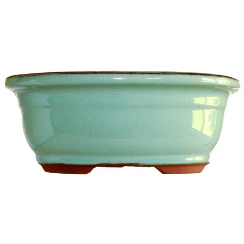 Ficus Benjamina DIY Bonsai Tree - Medium - Image 9