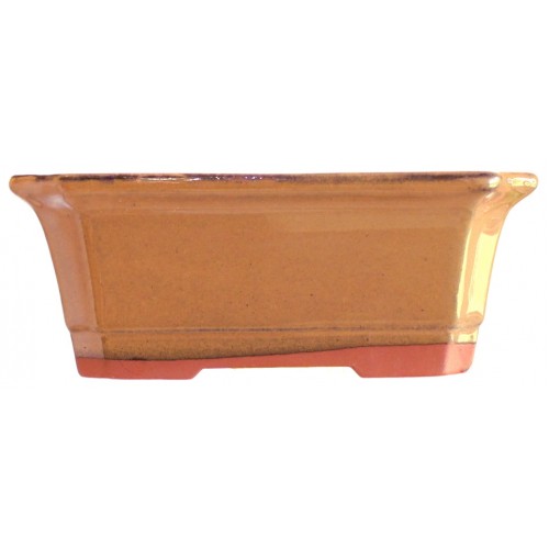 Ficus Benjamina DIY Bonsai Tree - Medium - Image 10