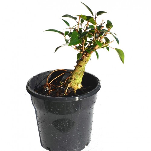 Assorted Ficus Bonsai Starters - Large