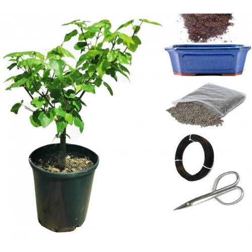 Maple DIY Bonsai Kit - Medium
