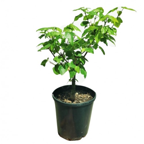 Maple Tree Bonsai Starter