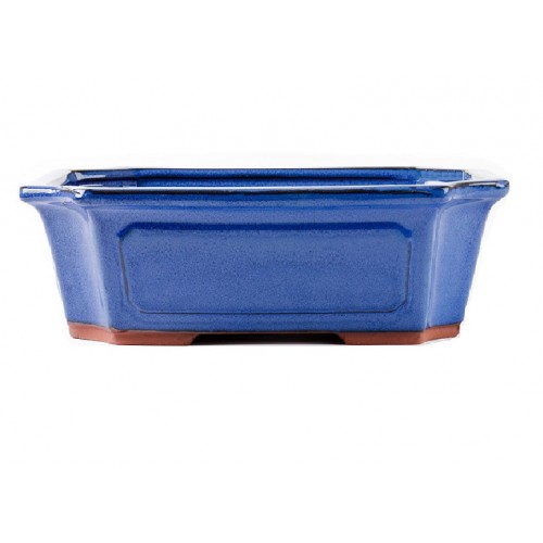 Christmas Gift - Juniper Bonsai Tree Kit - Image 10